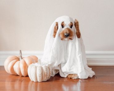 25 Exciting Pet Halloween Costumes for Your 2021 Party