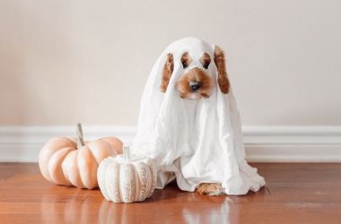 25 Exciting Pet Halloween Costumes for Your 2021 Party