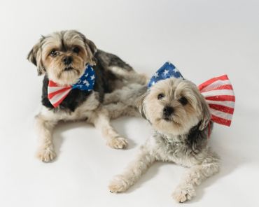 National Pet Day 2022: Best Ideas to Celebrate with your pet