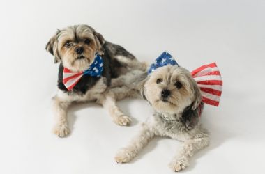 National Pet Day 2022: Best Ideas to Celebrate with your pet