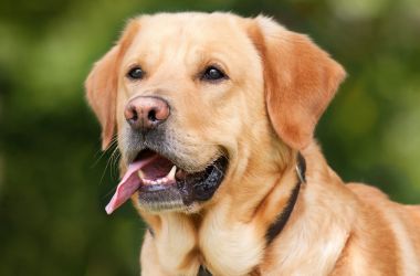 Celebrate National Dog Day by Expressing Some Puppy Love