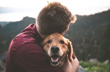 Pet Care Tips – How to Secure Your Pets in all Seasons