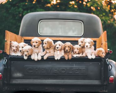 National Puppy Day 2022: Best Ways to Celebrate with Your Little Pup