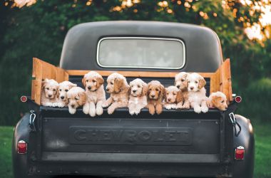 National Puppy Day 2022: Best Ways to Celebrate with Your Little Pup